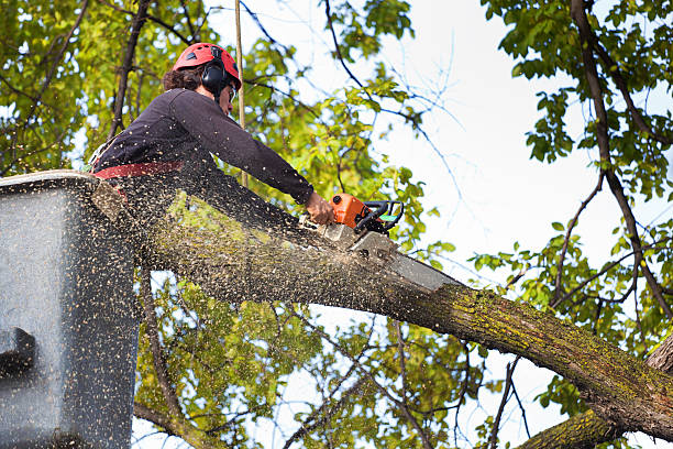 Reliable Lake Summerset, IL Tree Care  Solutions